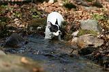 BOULEDOGUE FRANCAIS 1105